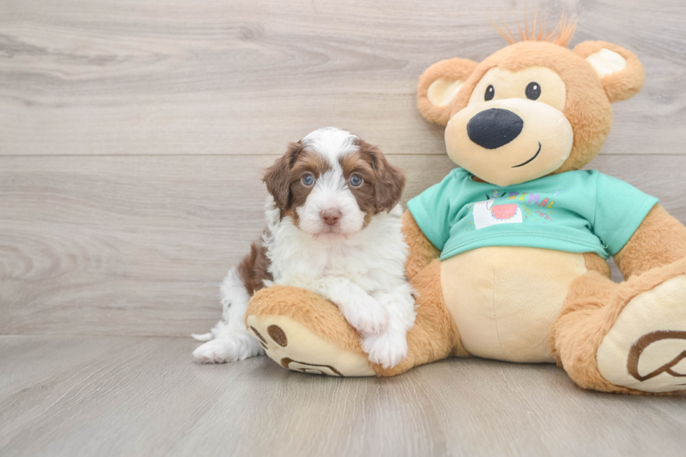 Smart Mini Aussiedoodle Poodle Mix Pup