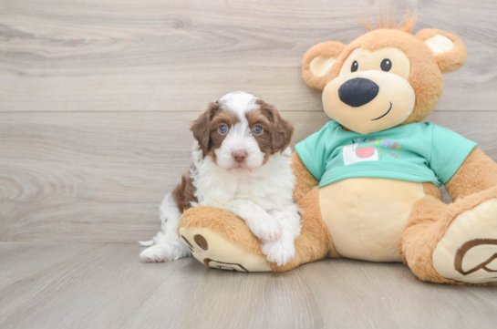 Smart Mini Aussiedoodle Poodle Mix Pup