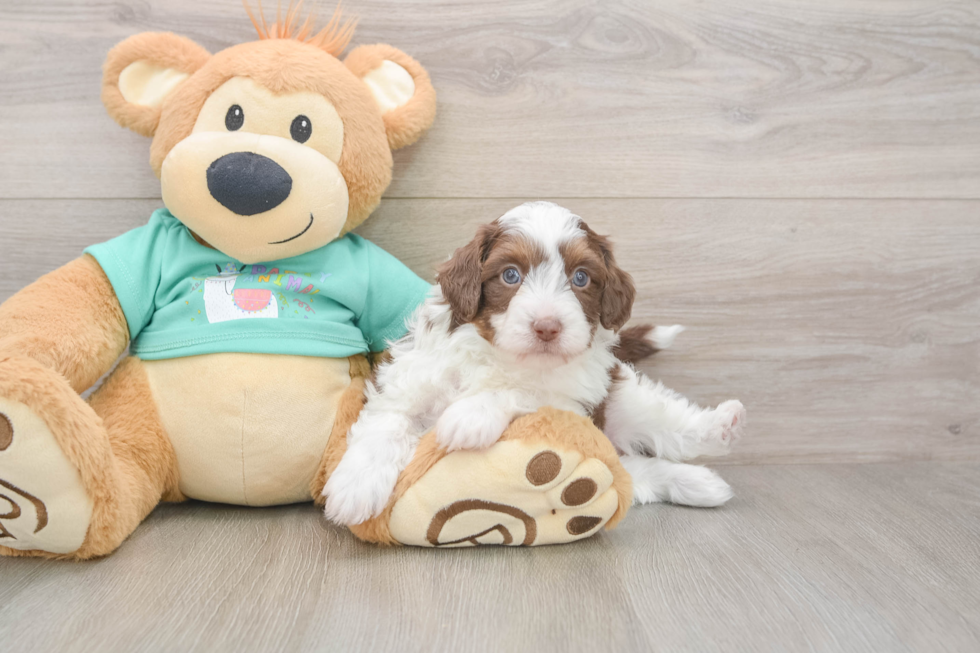 Little Mini Aussiepoo Poodle Mix Puppy