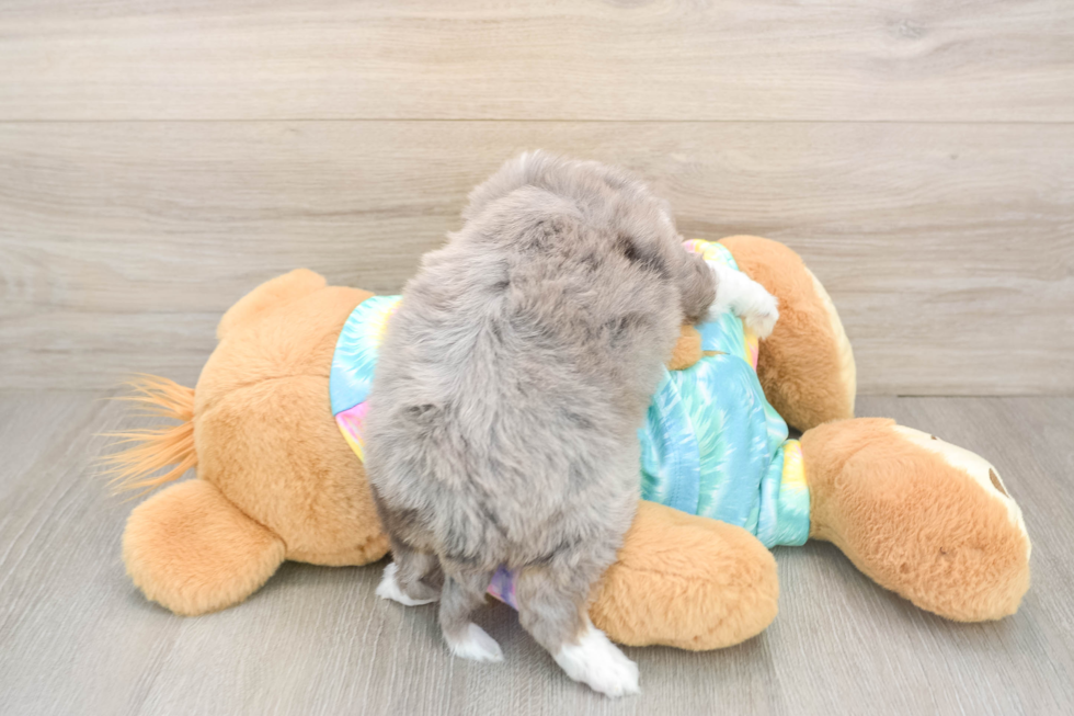 Hypoallergenic Aussiepoo Poodle Mix Puppy