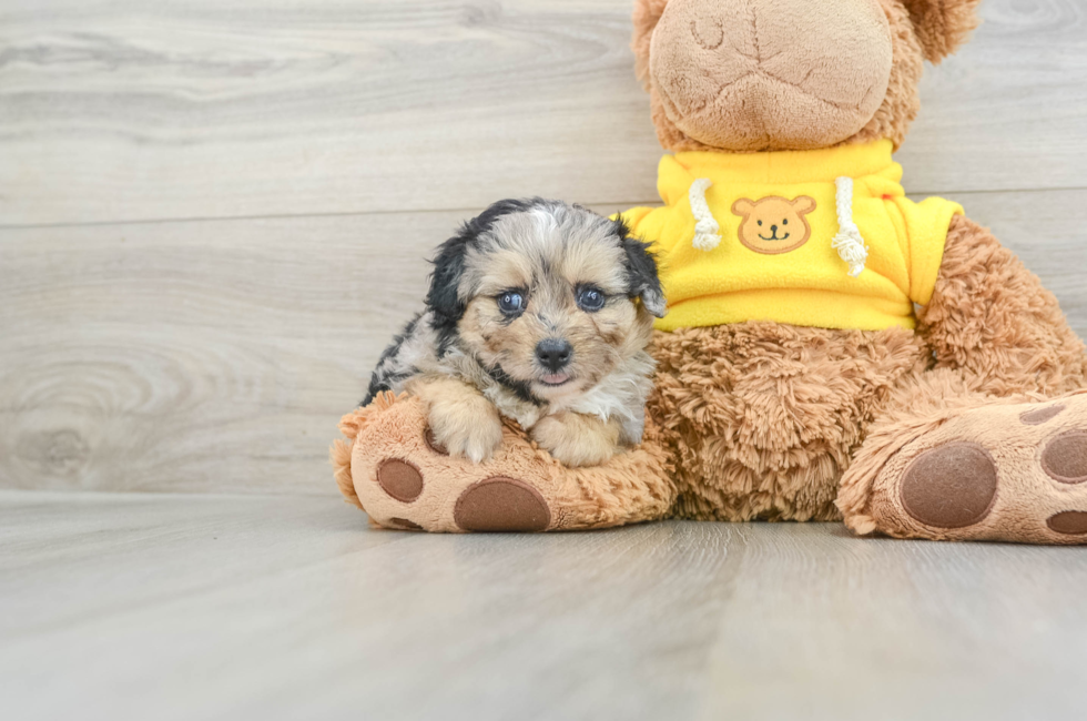 6 week old Mini Aussiedoodle Puppy For Sale - Seaside Pups