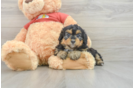 Mini Aussiedoodle Puppy for Adoption