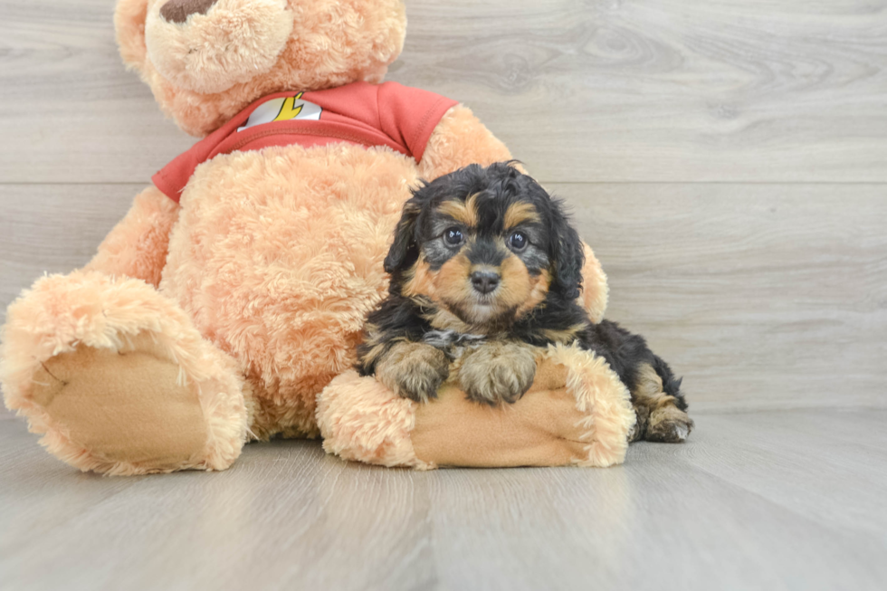 Mini Aussiedoodle Puppy for Adoption