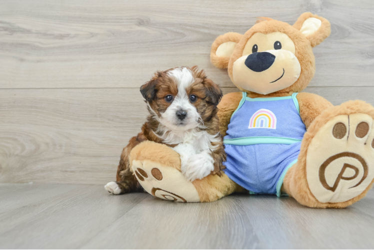 Small Mini Aussiedoodle Baby