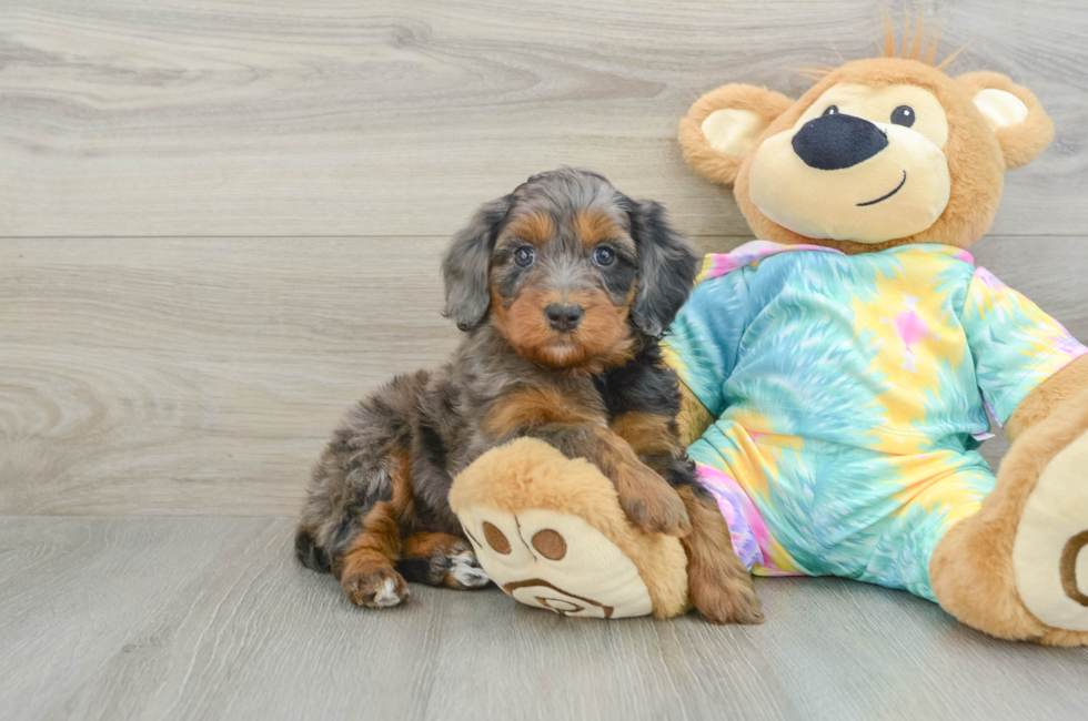 6 week old Mini Aussiedoodle Puppy For Sale - Seaside Pups