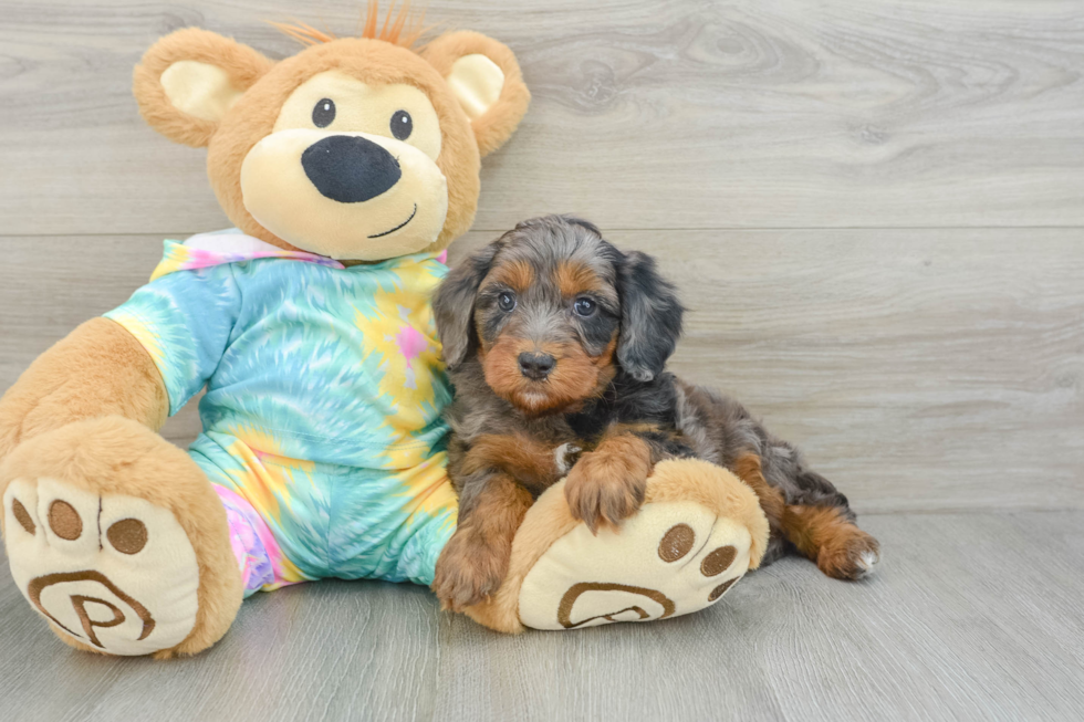 Happy Mini Aussiedoodle Baby