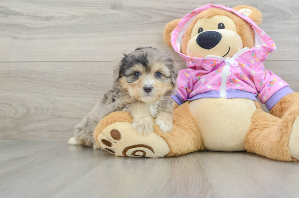 5 week old Mini Aussiedoodle Puppy For Sale - Seaside Pups