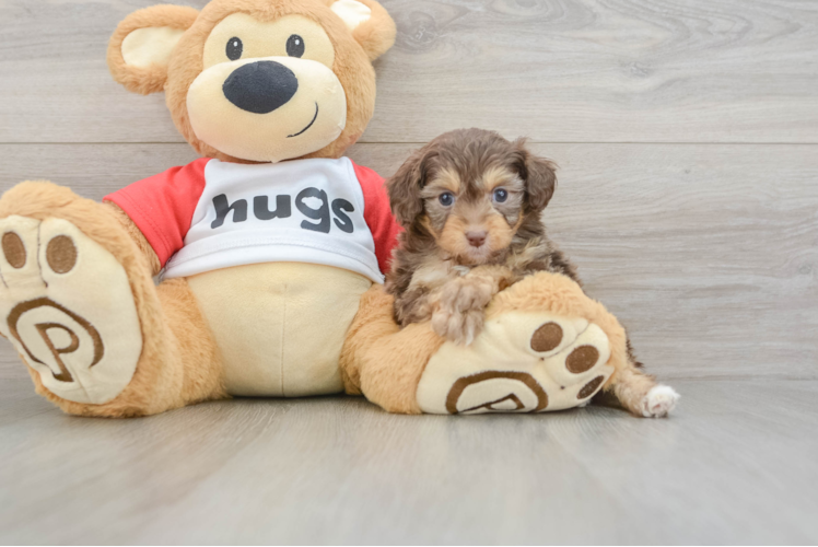 Fluffy Mini Aussiedoodle Poodle Mix Pup