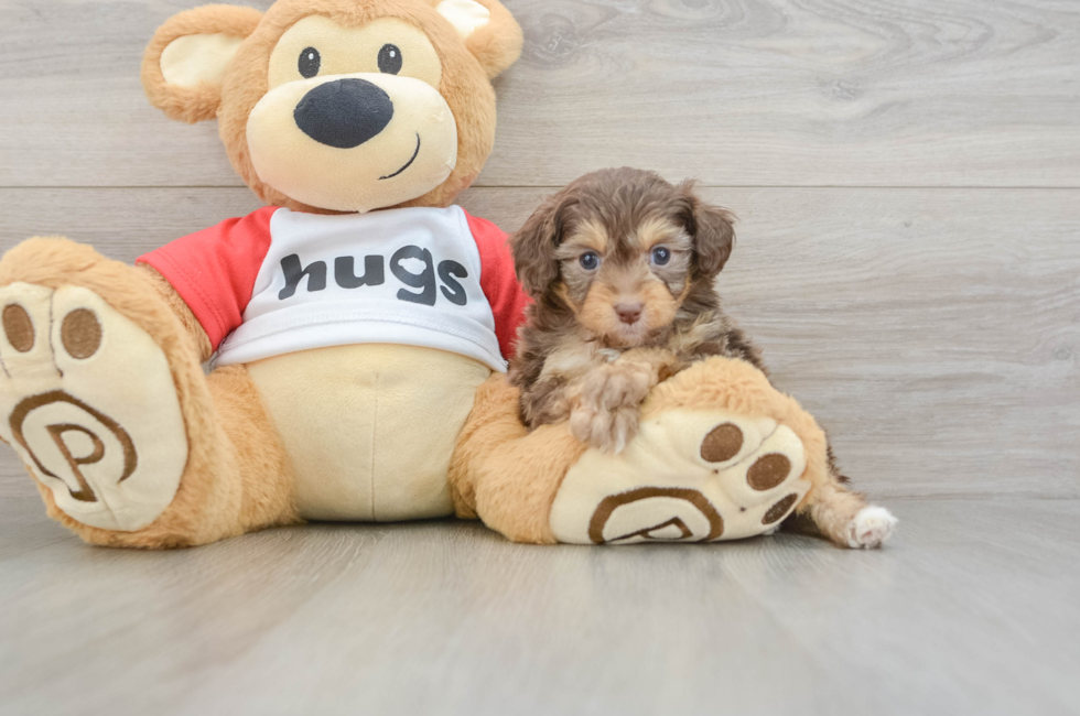 6 week old Mini Aussiedoodle Puppy For Sale - Seaside Pups