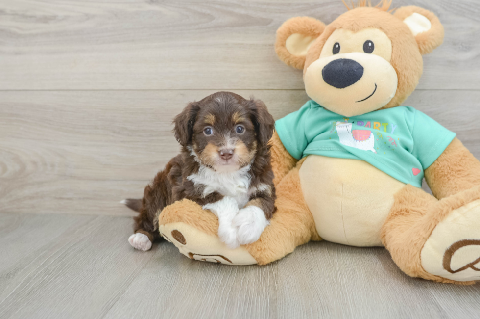 6 week old Mini Aussiedoodle Puppy For Sale - Seaside Pups