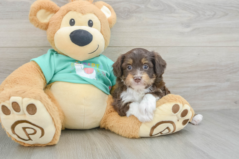 Meet Daniella - our Mini Aussiedoodle Puppy Photo 3/3 - Seaside Pups