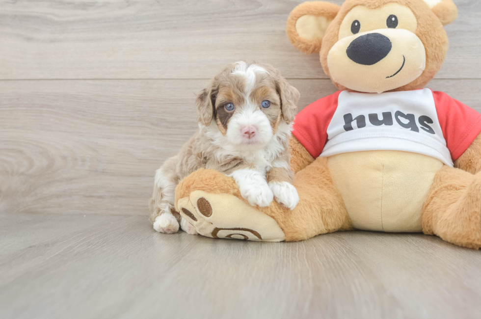 5 week old Mini Aussiedoodle Puppy For Sale - Seaside Pups