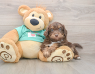 5 week old Mini Aussiedoodle Puppy For Sale - Seaside Pups