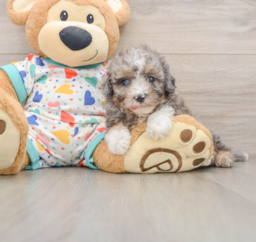 6 week old Mini Aussiedoodle Puppy For Sale - Seaside Pups