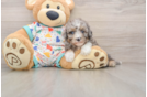Best Mini Aussiedoodle Baby