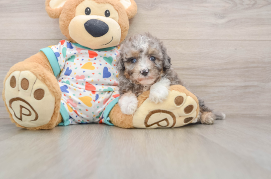 Best Mini Aussiedoodle Baby