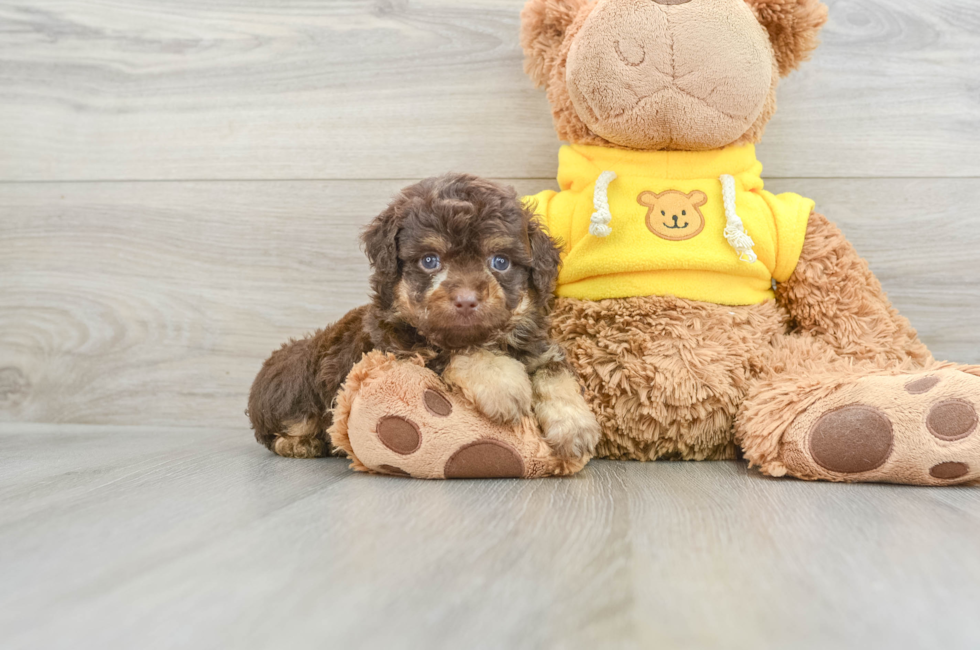 6 week old Mini Aussiedoodle Puppy For Sale - Seaside Pups