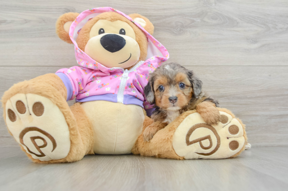 5 week old Mini Aussiedoodle Puppy For Sale - Seaside Pups