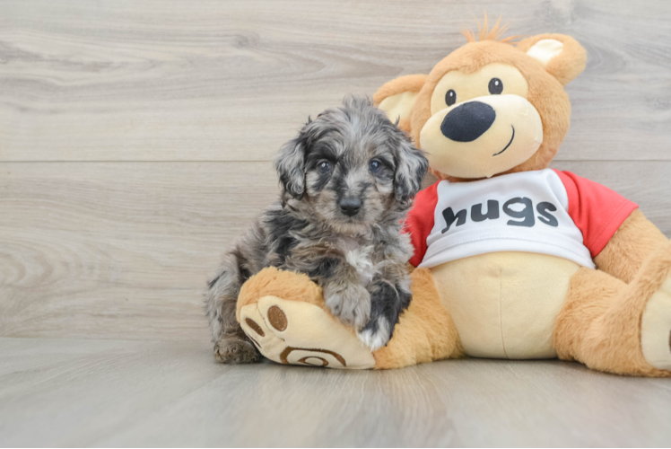 Best Mini Aussiedoodle Baby