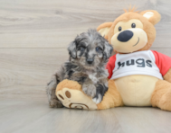 6 week old Mini Aussiedoodle Puppy For Sale - Seaside Pups
