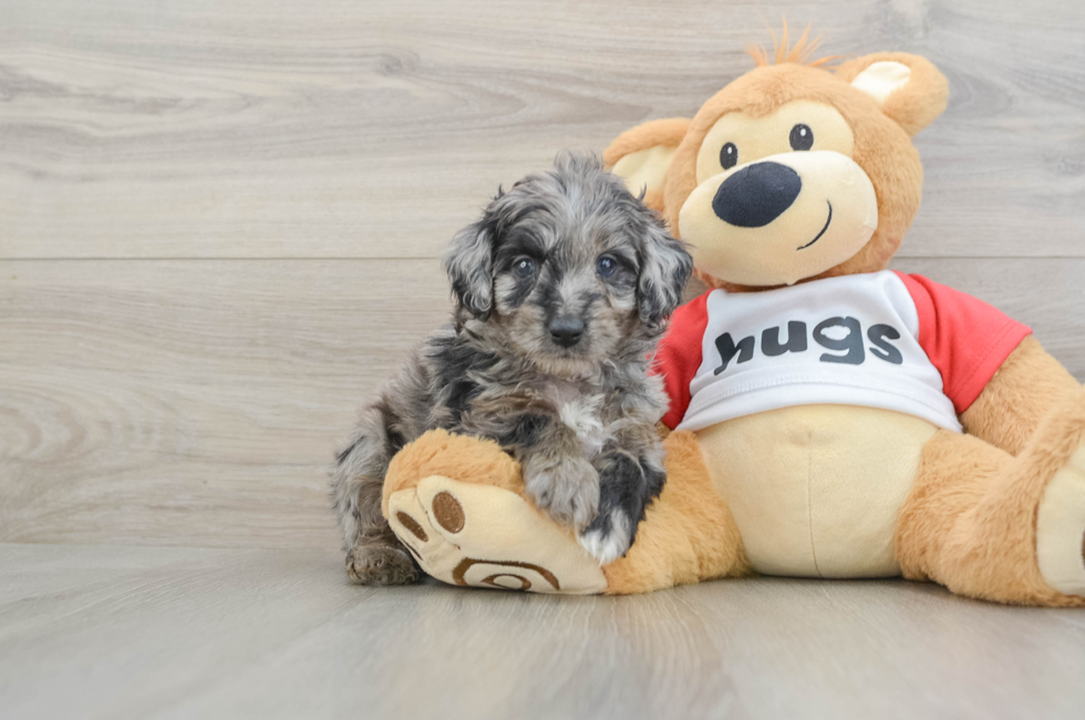 6 week old Mini Aussiedoodle Puppy For Sale - Seaside Pups
