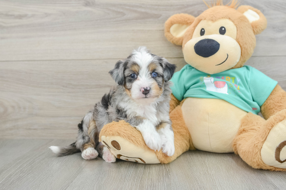 7 week old Mini Aussiedoodle Puppy For Sale - Seaside Pups