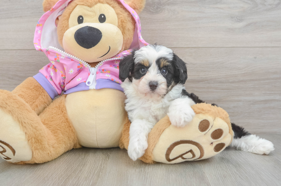 5 week old Mini Aussiedoodle Puppy For Sale - Seaside Pups