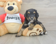 7 week old Mini Aussiedoodle Puppy For Sale - Seaside Pups