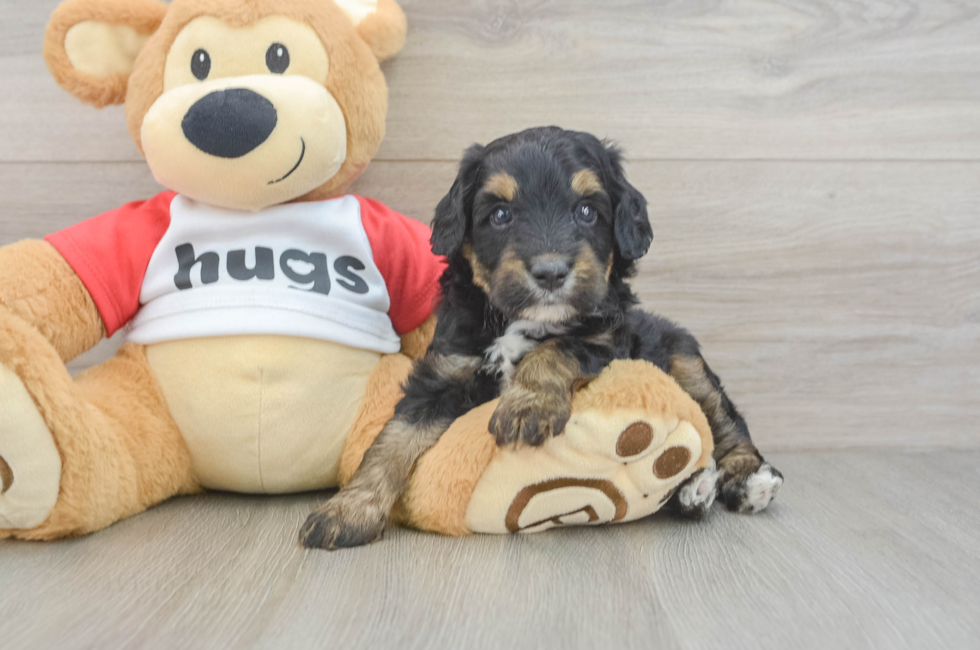 5 week old Mini Aussiedoodle Puppy For Sale - Seaside Pups