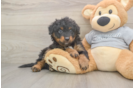 Playful Mini Aussiepoodle Poodle Mix Puppy