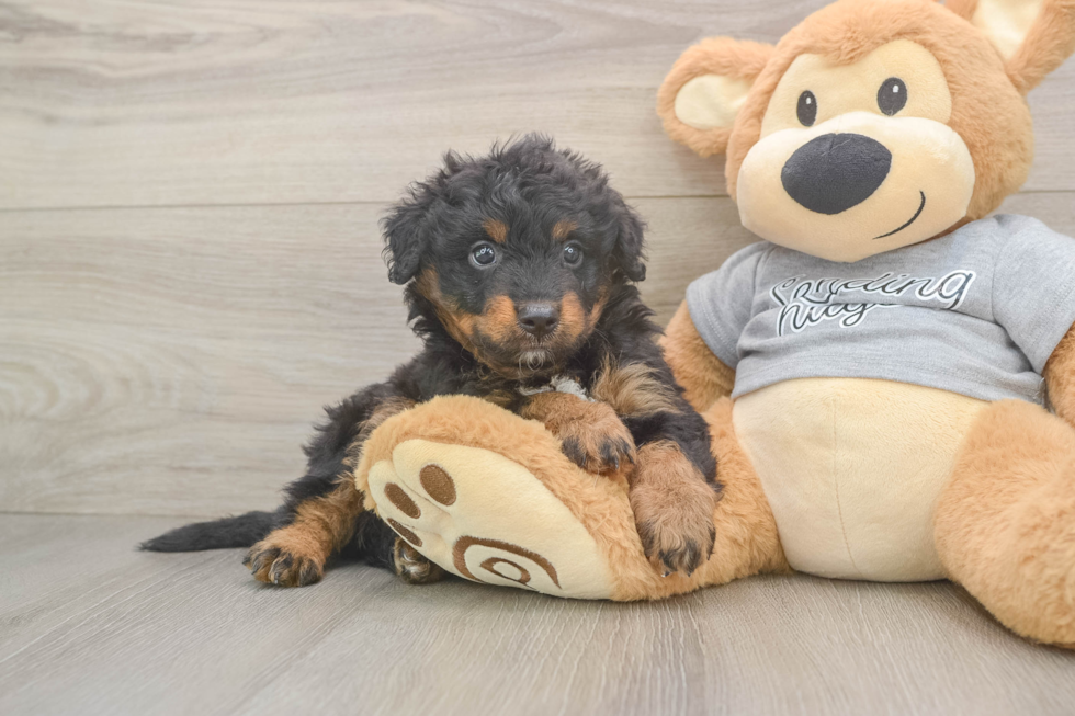 Playful Mini Aussiepoodle Poodle Mix Puppy