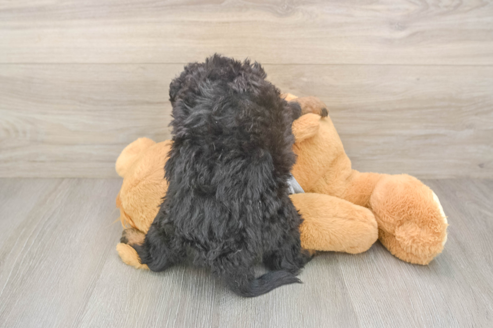 Friendly Mini Aussiedoodle Baby