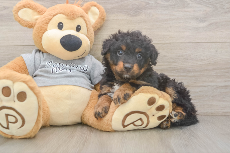 Mini Aussiedoodle Pup Being Cute