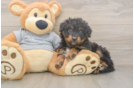 Mini Aussiedoodle Pup Being Cute