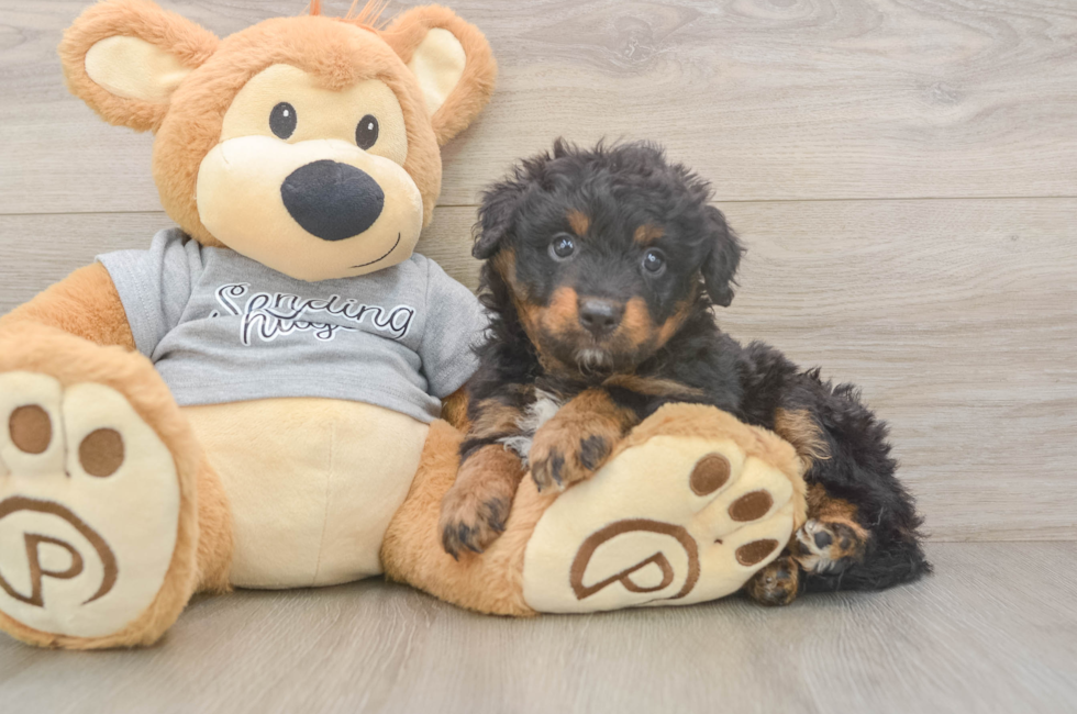 6 week old Mini Aussiedoodle Puppy For Sale - Seaside Pups