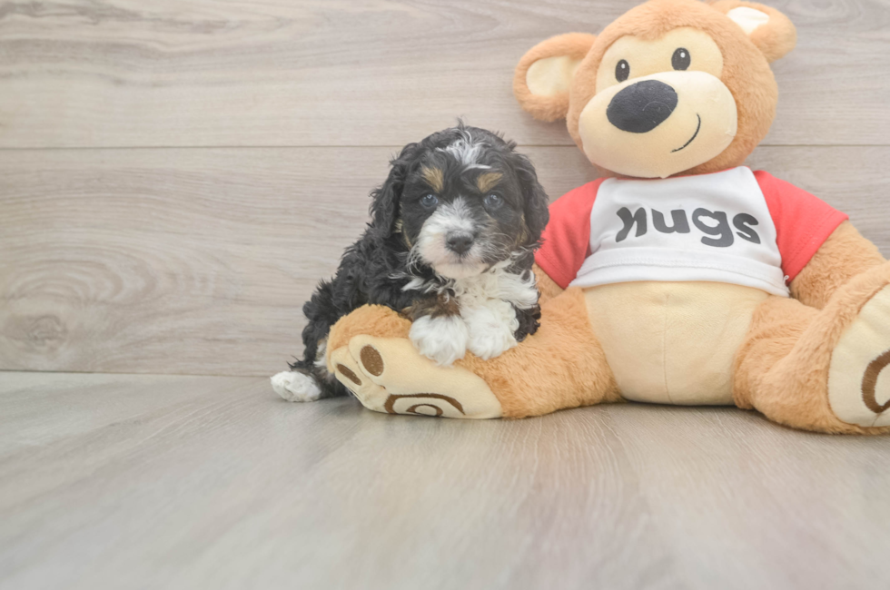 5 week old Mini Aussiedoodle Puppy For Sale - Seaside Pups