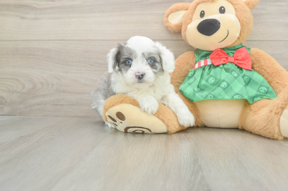 6 week old Mini Aussiedoodle Puppy For Sale - Seaside Pups