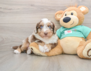 5 week old Mini Aussiedoodle Puppy For Sale - Seaside Pups