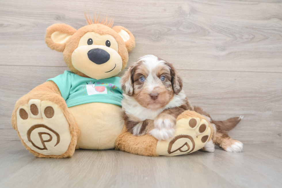 Playful Mini Aussiepoodle Poodle Mix Puppy