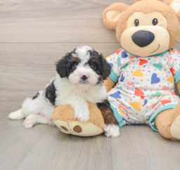 6 week old Mini Aussiedoodle Puppy For Sale - Seaside Pups