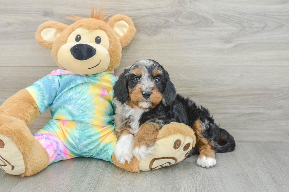 6 week old Mini Aussiedoodle Puppy For Sale - Seaside Pups