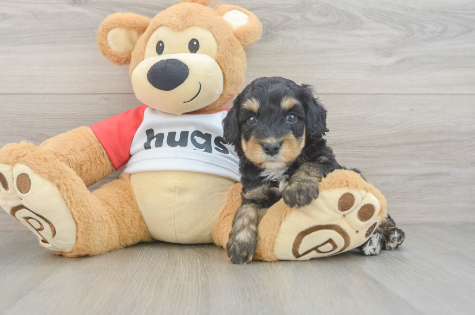 5 week old Mini Aussiedoodle Puppy For Sale - Seaside Pups