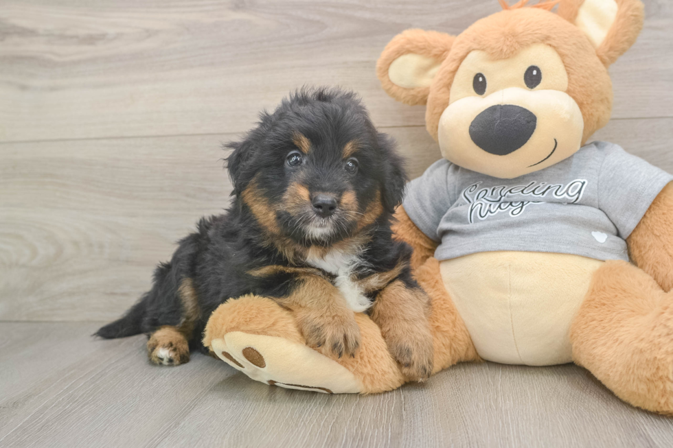 Funny Mini Aussiedoodle Poodle Mix Pup