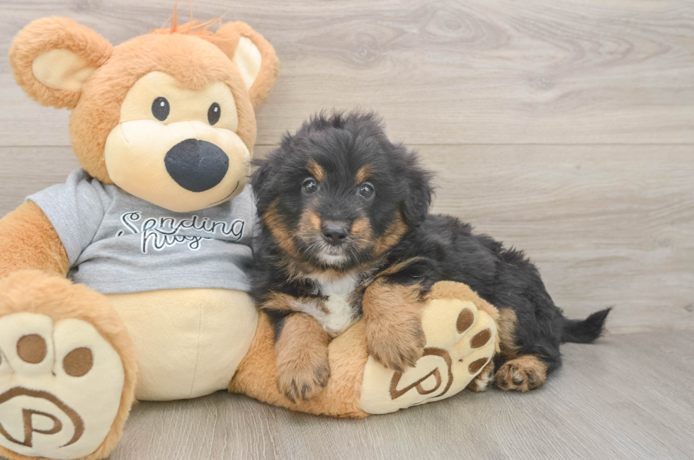 6 week old Mini Aussiedoodle Puppy For Sale - Seaside Pups