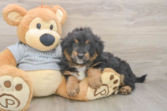 Best Mini Aussiedoodle Baby