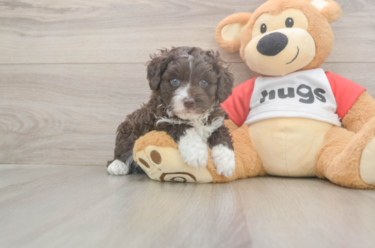 5 week old Mini Aussiedoodle Puppy For Sale - Seaside Pups Mini Aussiedoodle Pup Being Cute