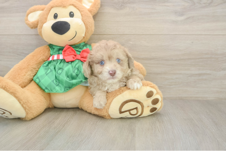 Playful Mini Aussiepoodle Poodle Mix Puppy