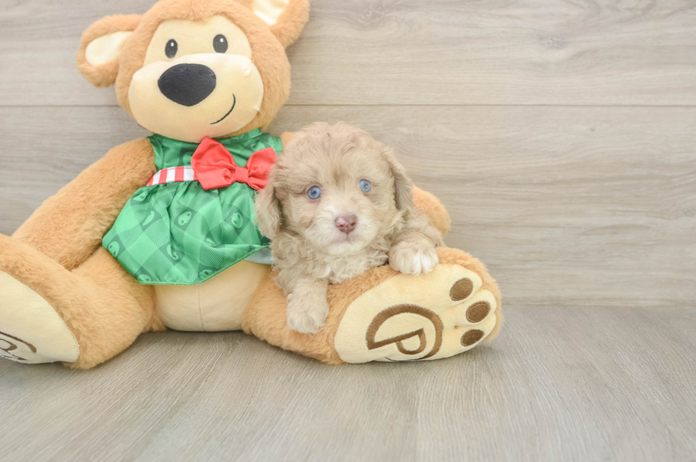 6 week old Mini Aussiedoodle Puppy For Sale - Seaside Pups