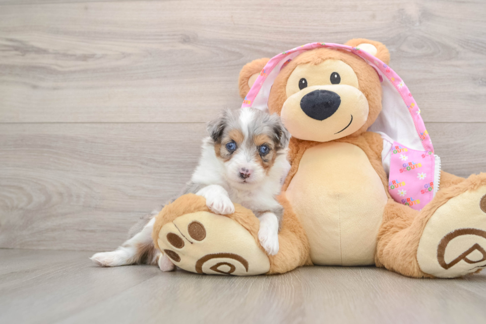 Mini Aussiedoodle Pup Being Cute