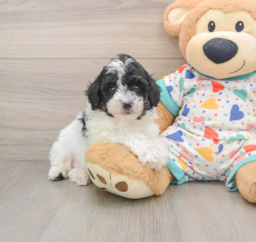 6 week old Mini Aussiedoodle Puppy For Sale - Seaside Pups